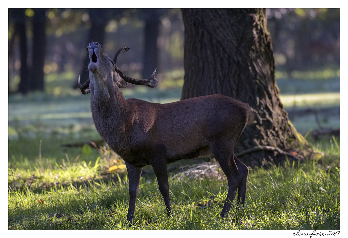 nella stagione degli amori