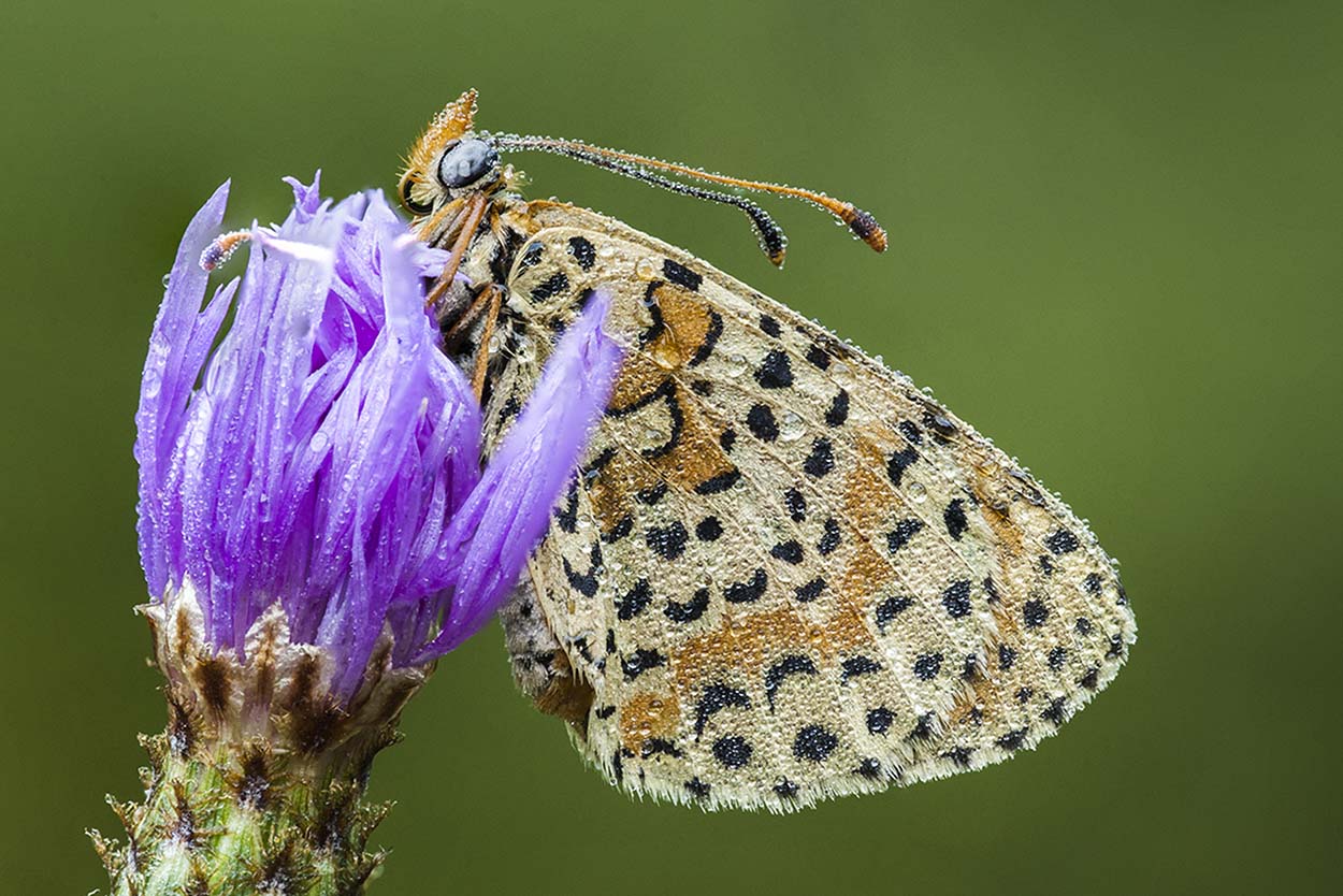 Melitaea con rugiada