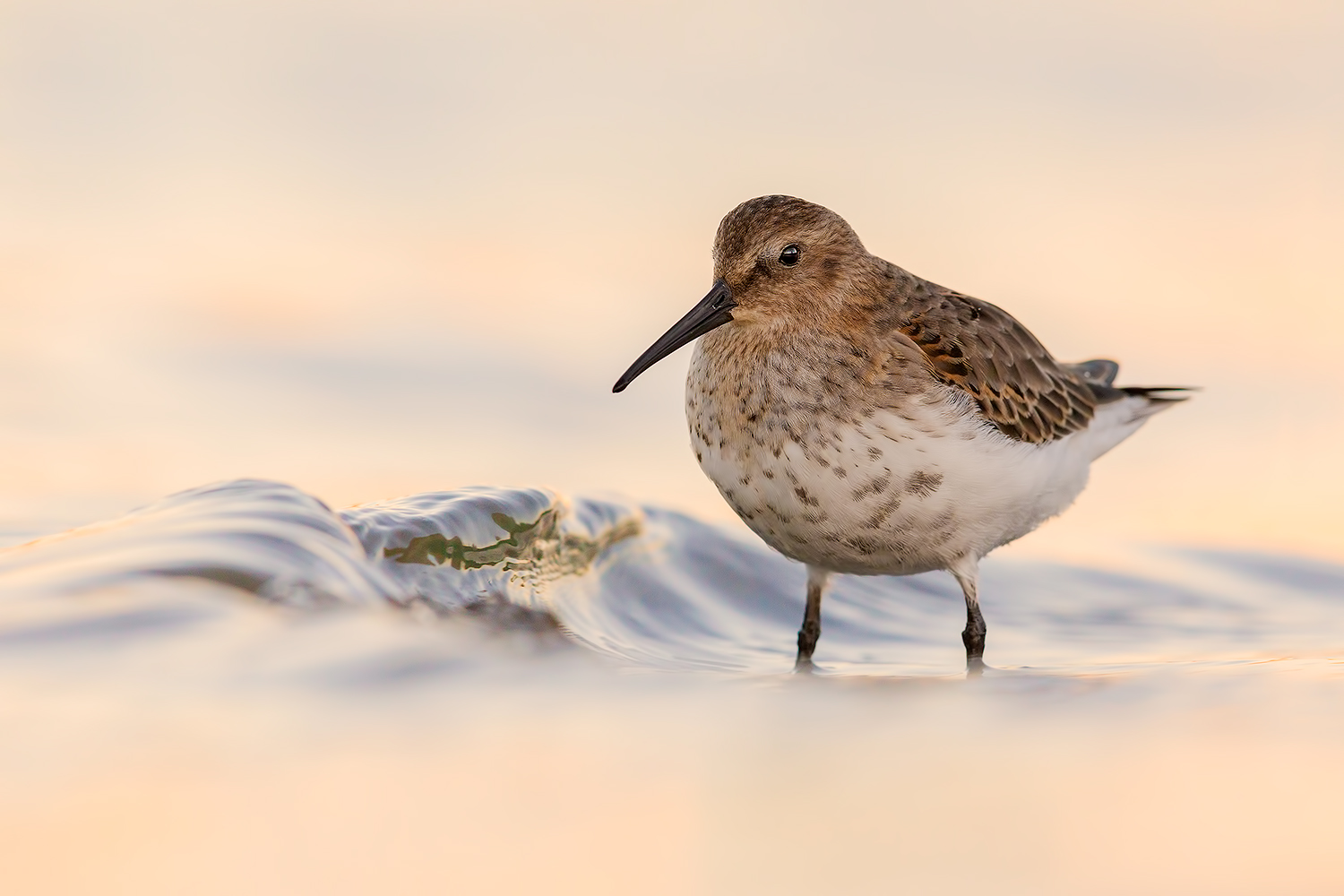 un rond� di seta (P.Pancianera)