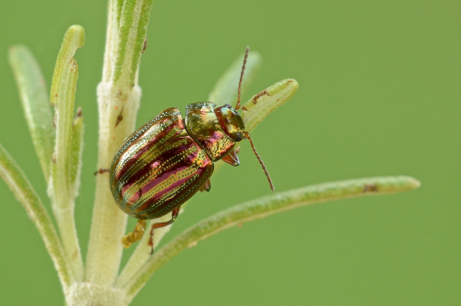 Crysolina americana su rosmarino
