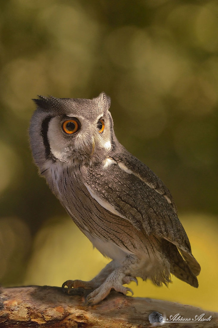 assiolo facciabianca