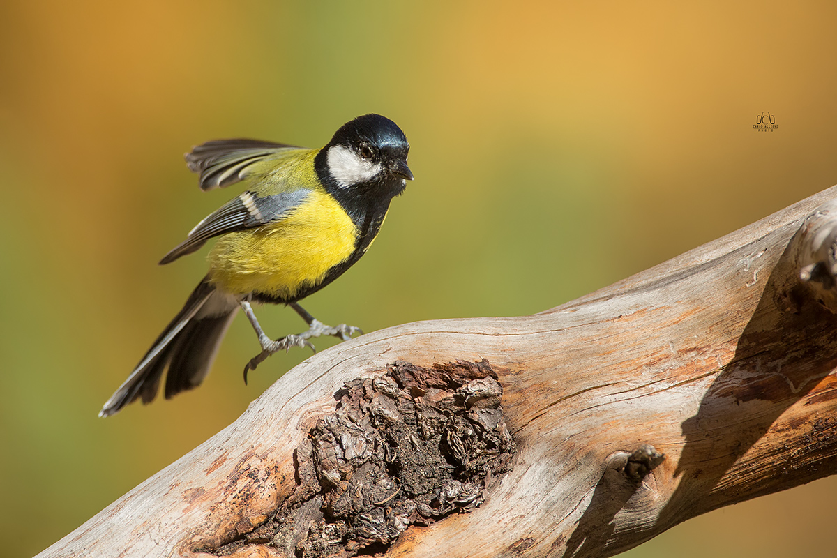L'arrivo della Cinciallegra