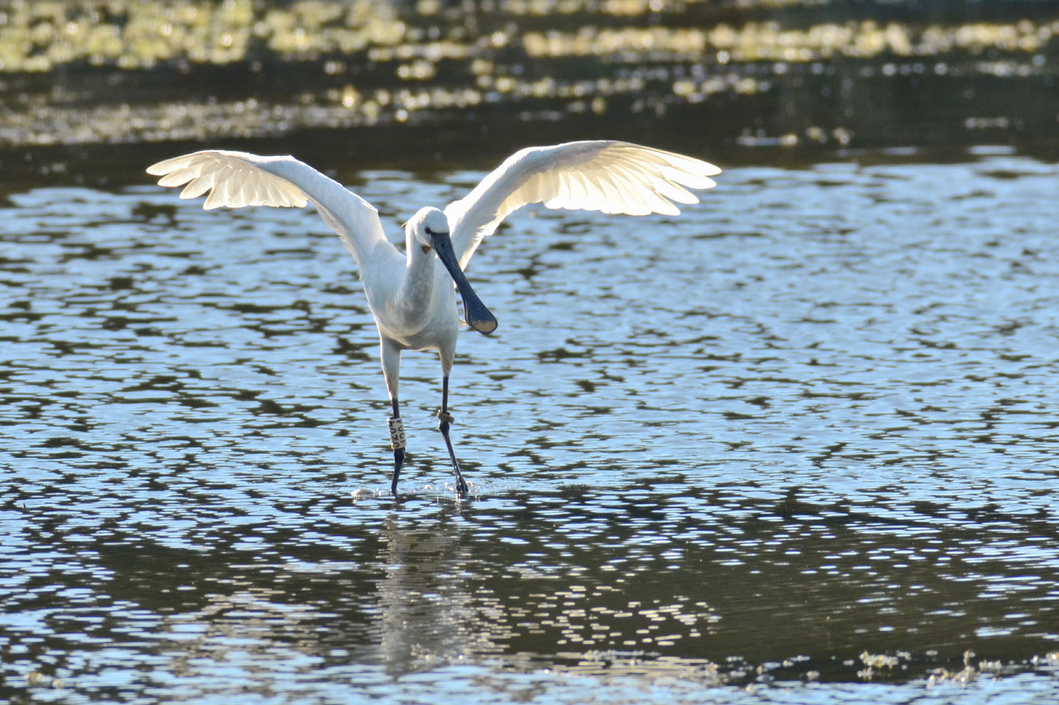 Spatola in controluce