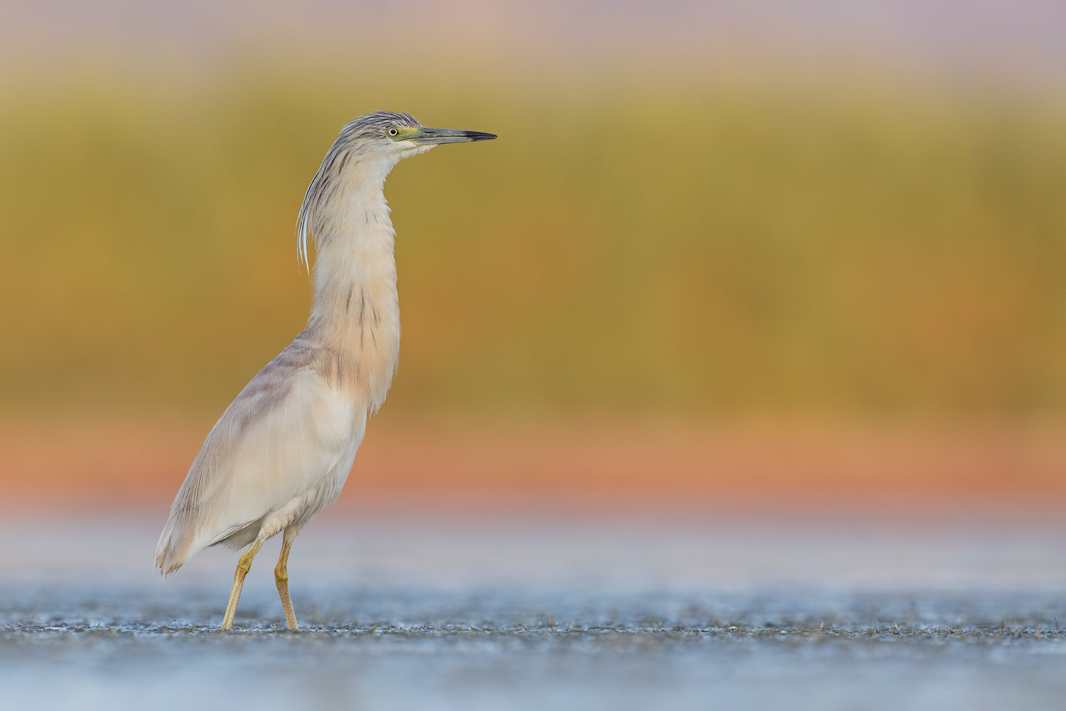 un'Alba al Top !!!, anzi con Al Top !!! (Sgarza Ciuffetto)