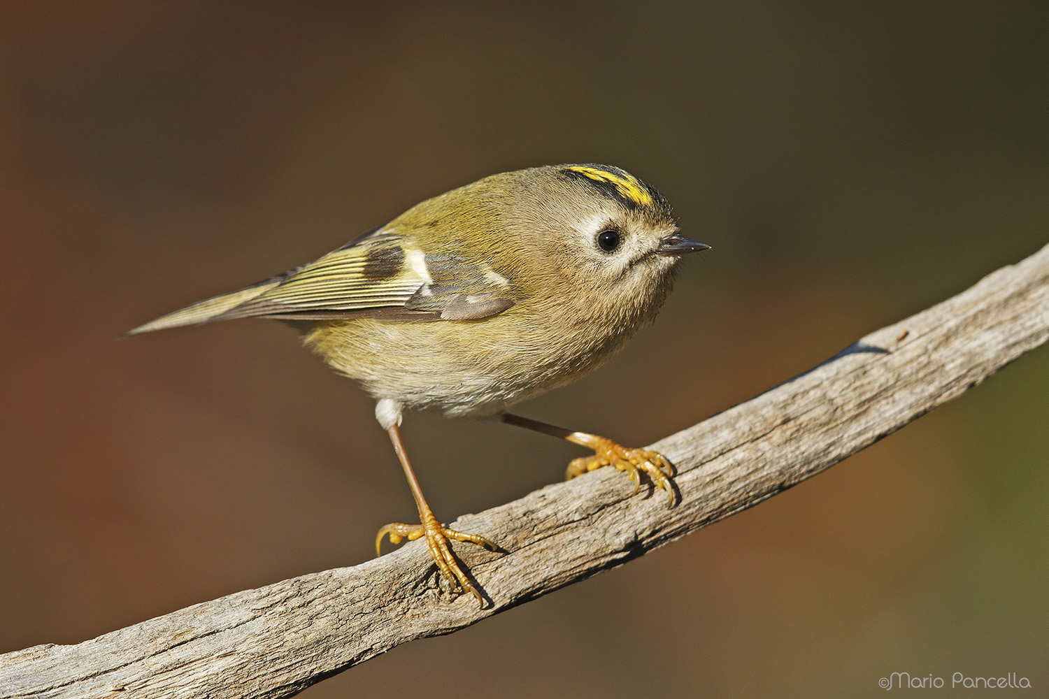 Regolo-Regulus regulus