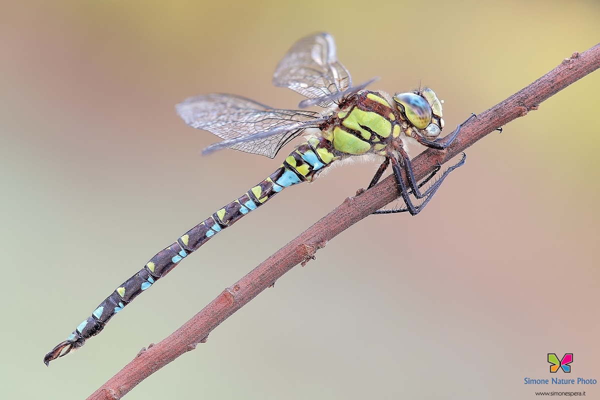 Aeshna cyanea (M�ller, 1764)