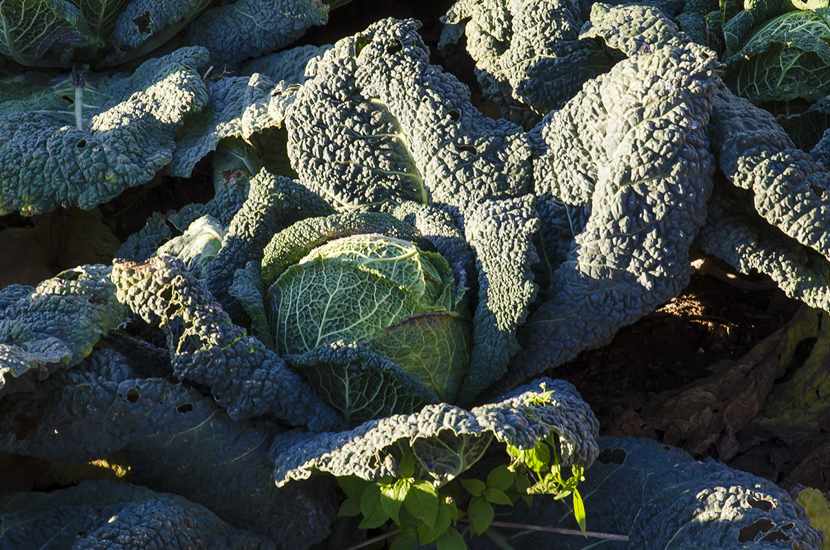 Cavolo....che verza!!!!!