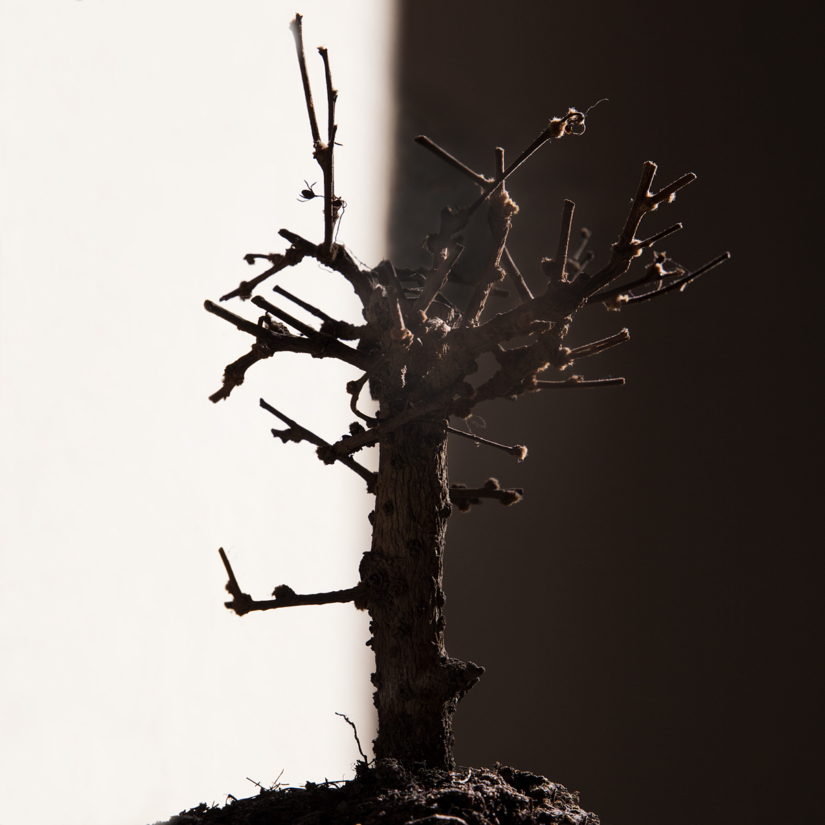 La luce nasconde, l'oscurit� svela