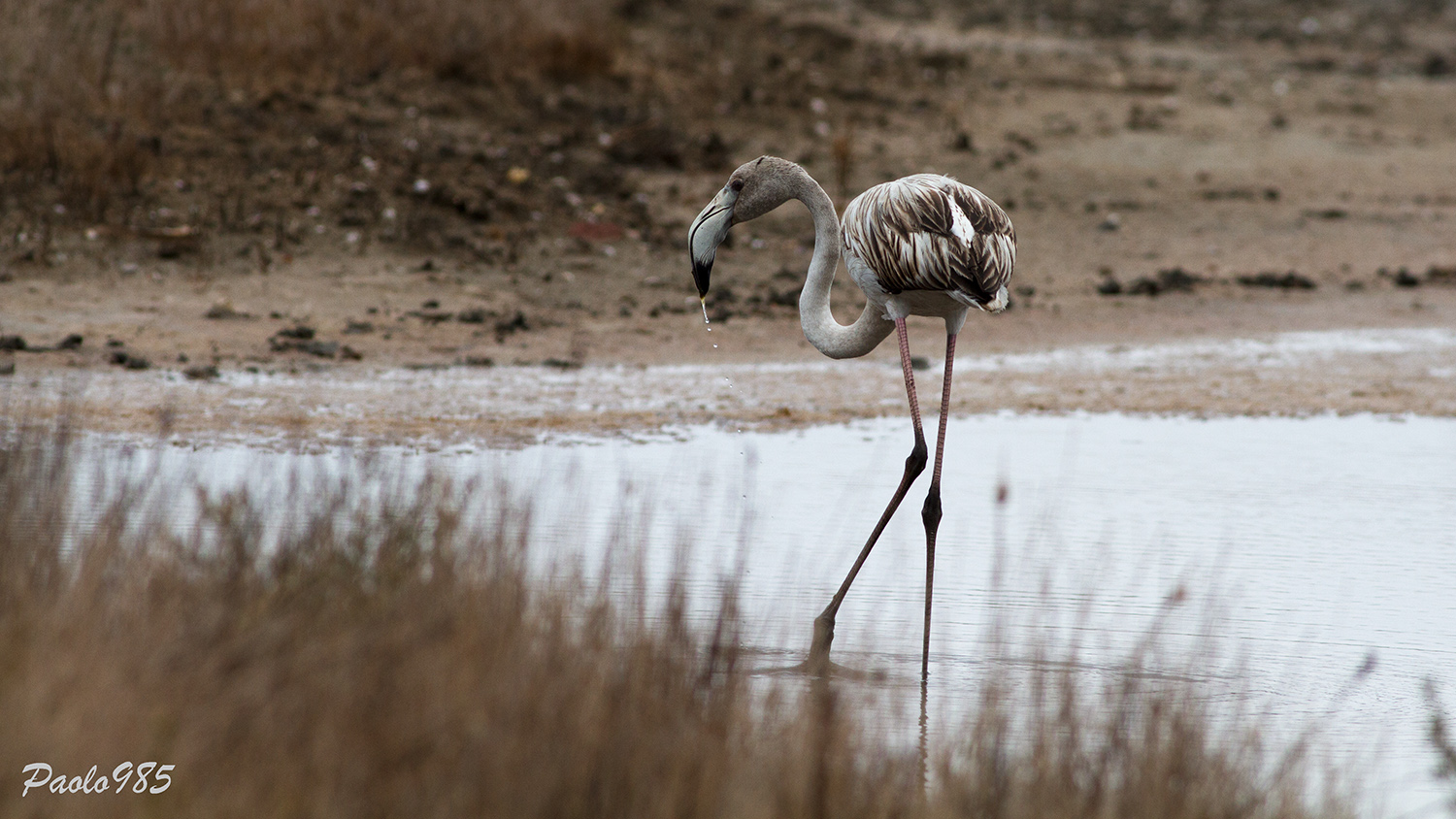 Pullo di fenicottero