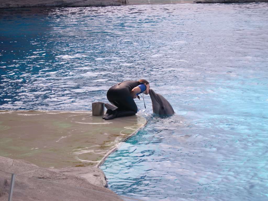 s.valentino per i delfini