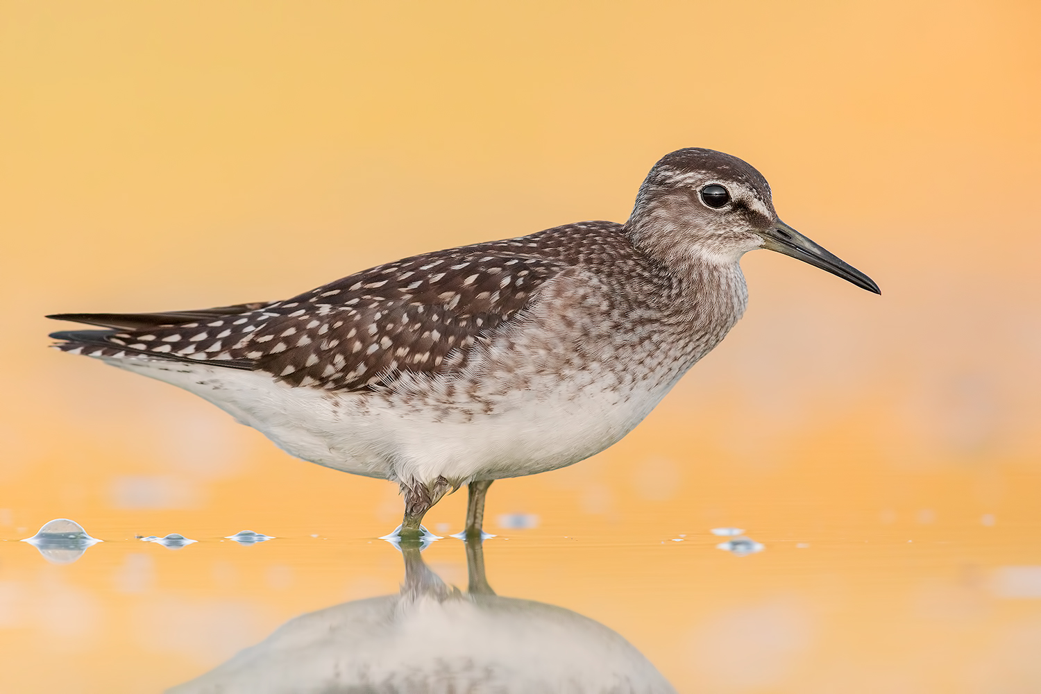 Piro piro Boschereccio