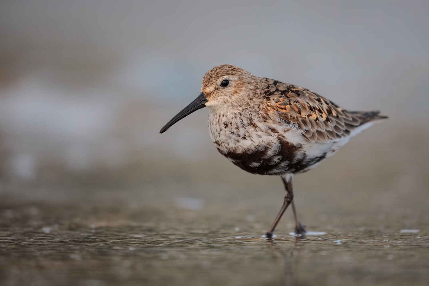 quando l'abito non fa' il monaco