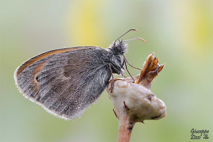 Coenonympha pamphilus