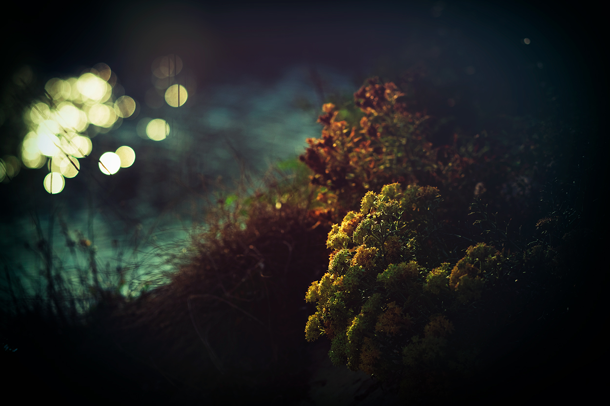 Luci e ombre dal sottobosco