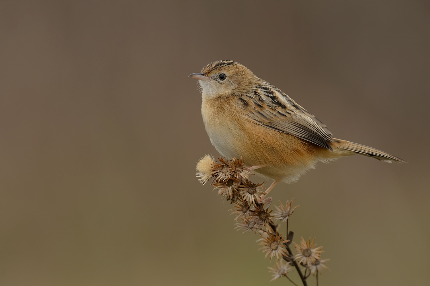 mentre aspetto il tuo ritorno.....metto in ordine le idee