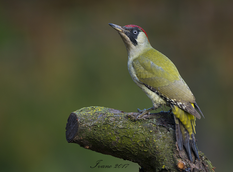 Picchio verde