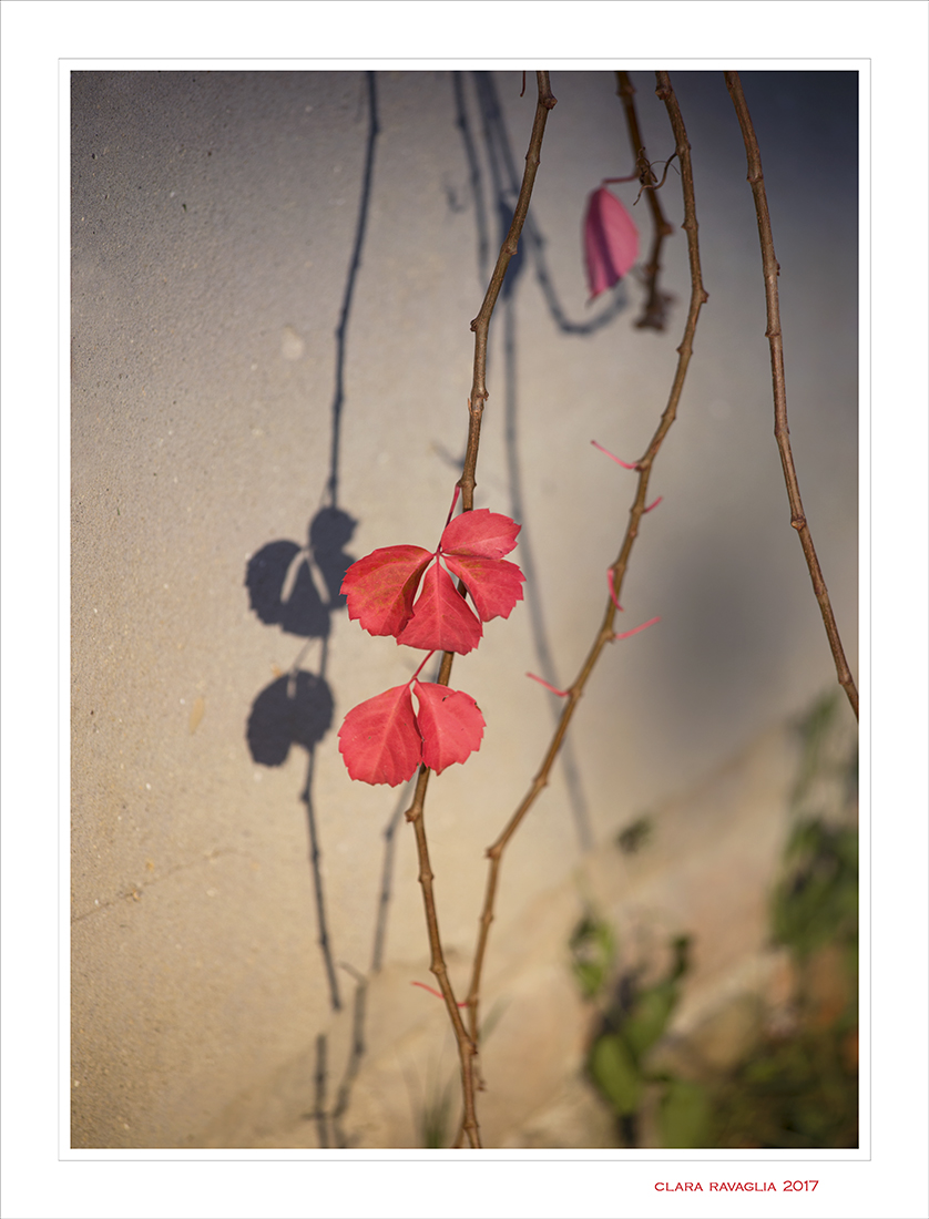 Strange butterflies...