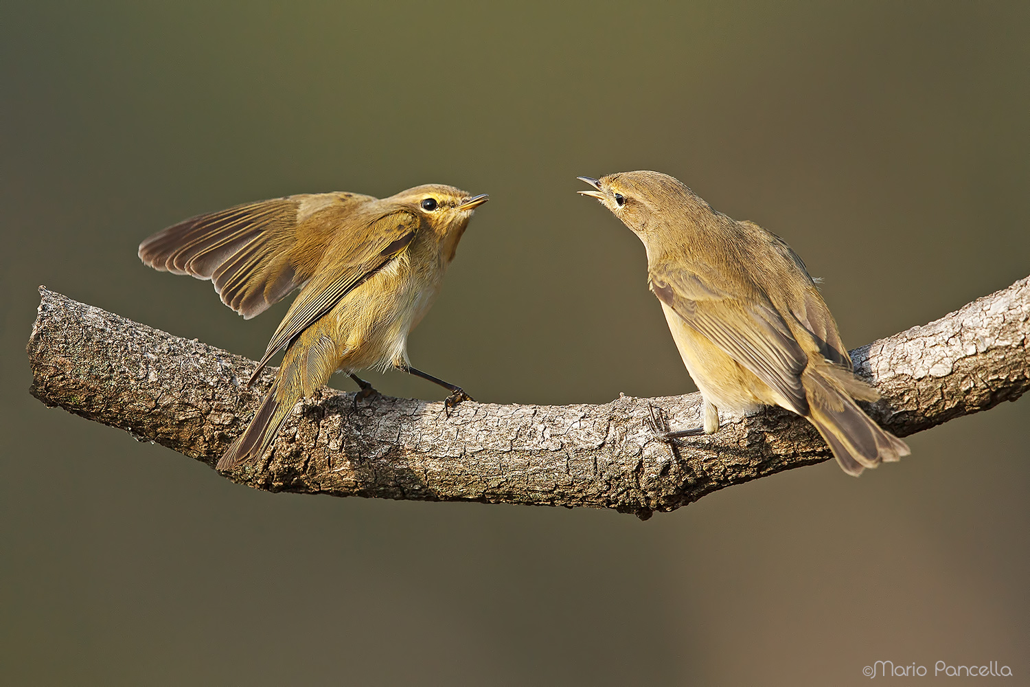 Lu� piccolo (Phylloscopus collybita)
