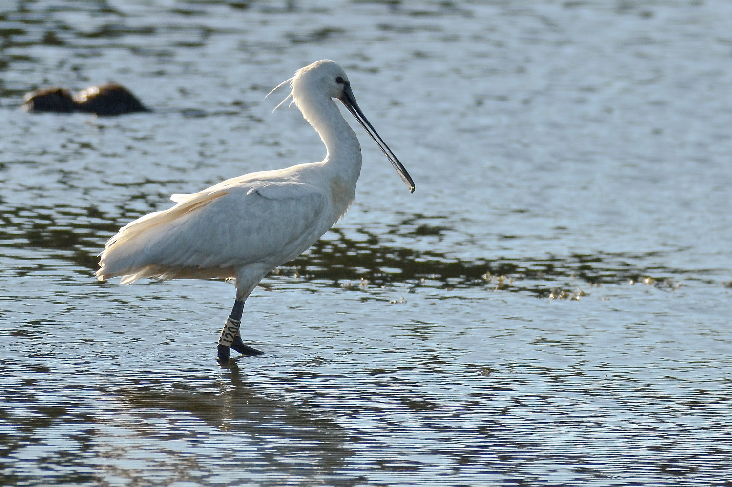 Spatola in controluce