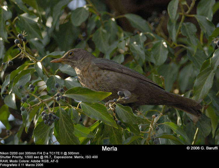 Merla