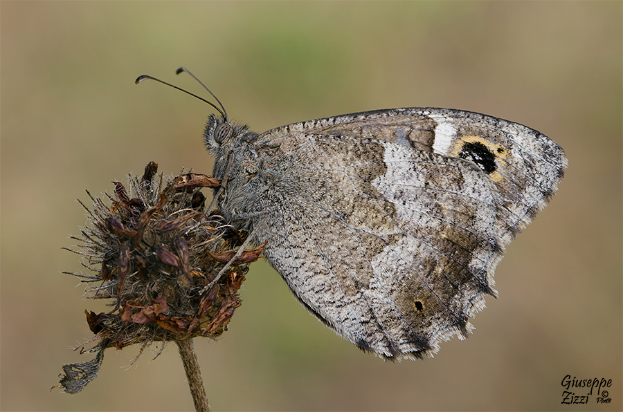 Hipparchia statilinus
