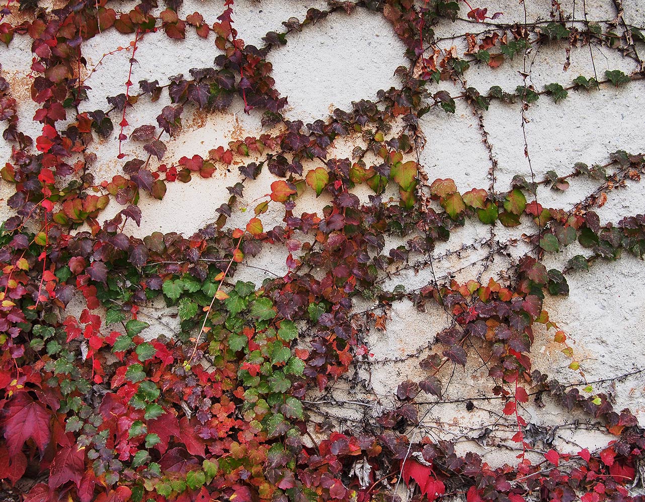 Rampicanti d'autunno