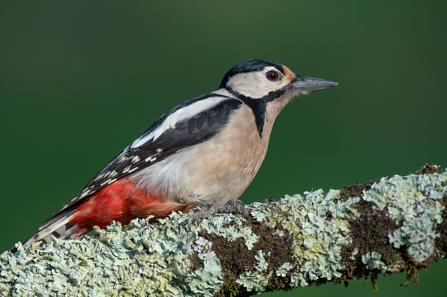 sono qui che ti aspetto.....