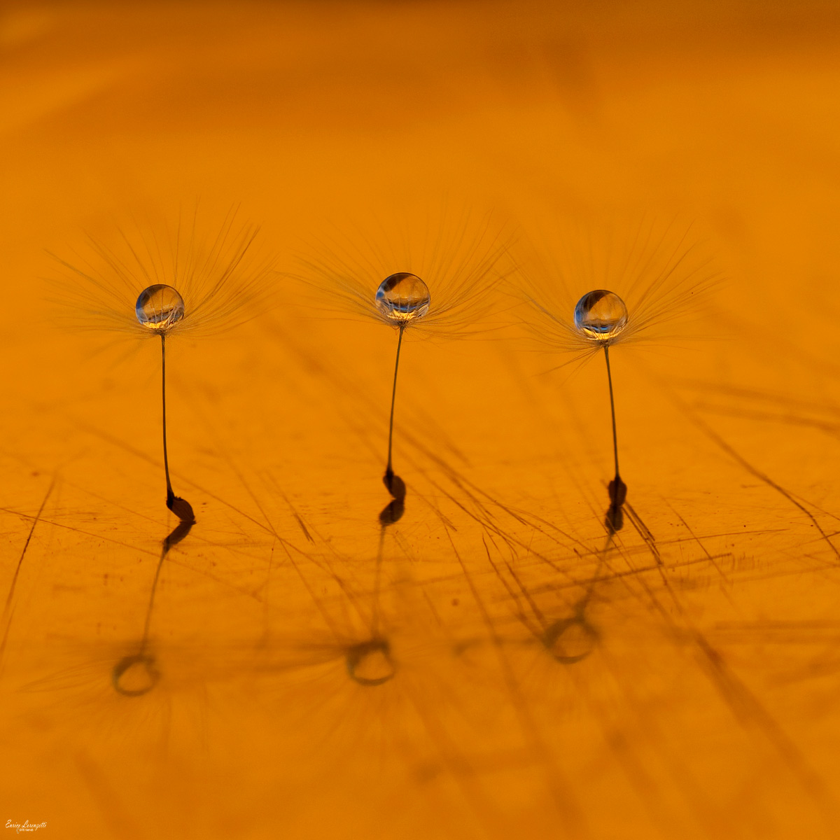 l'ultimo  colore del tramonto....