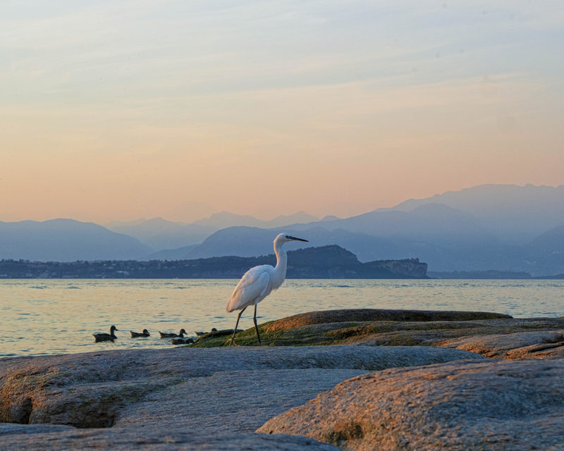 Garzetta al tramonto