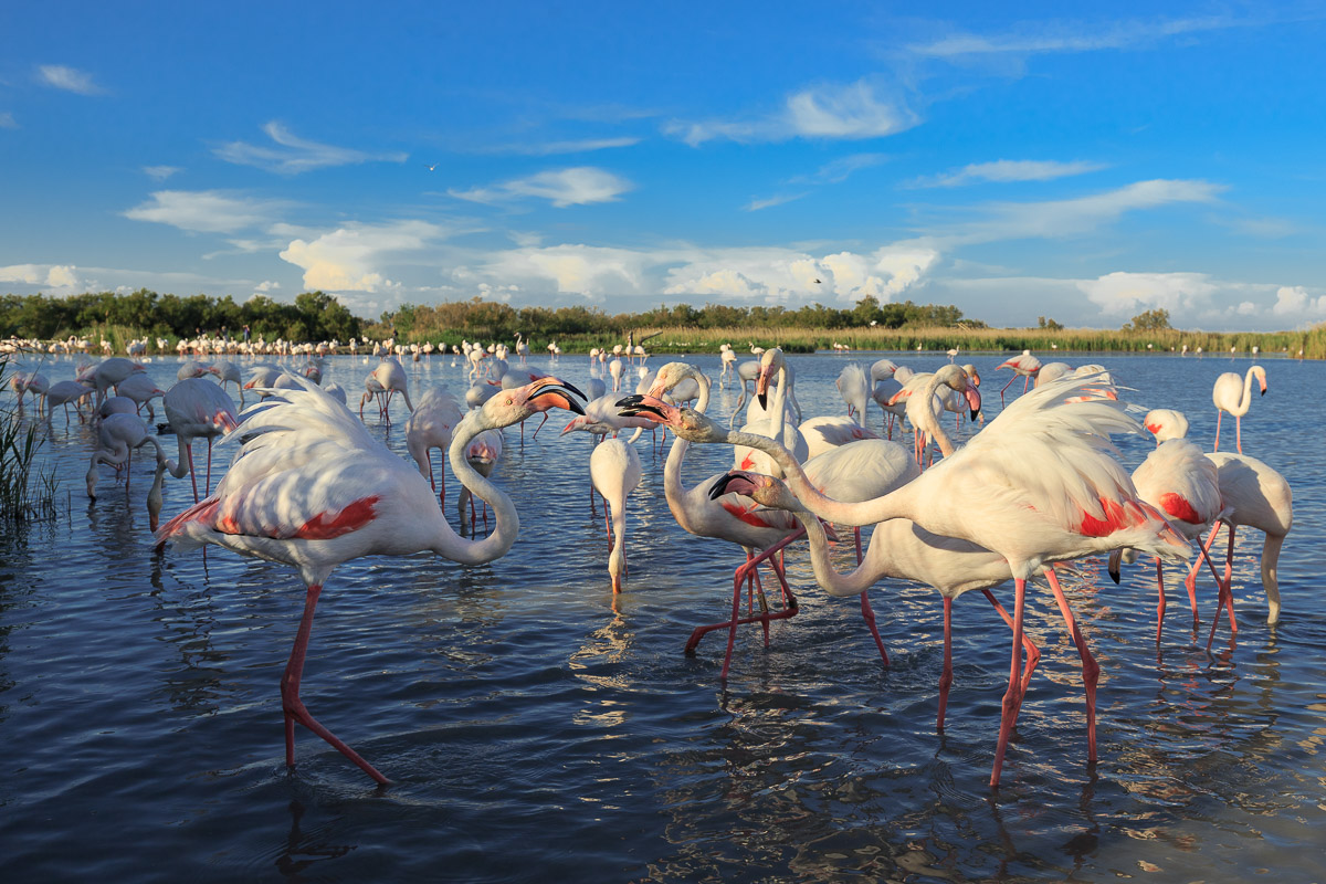 Battibecchi e schermaglie
