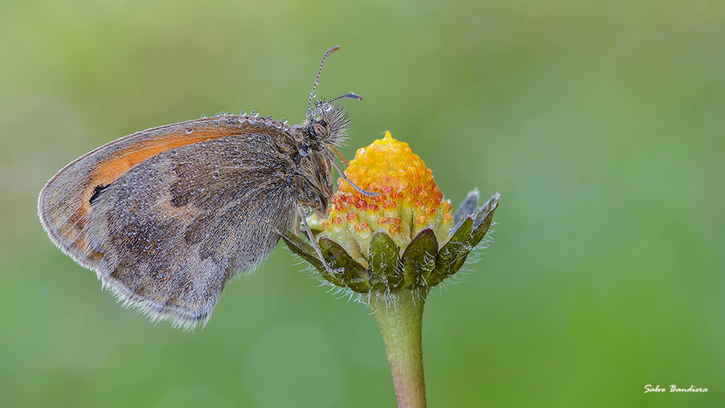 Coenonimpha pamphilus---