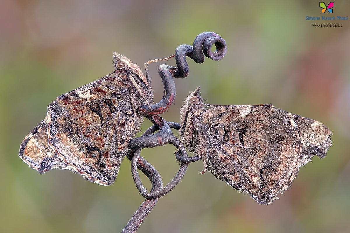 Vanessa atalanta �