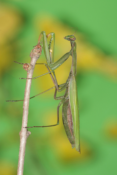 Tra le foglie di Ginkgo