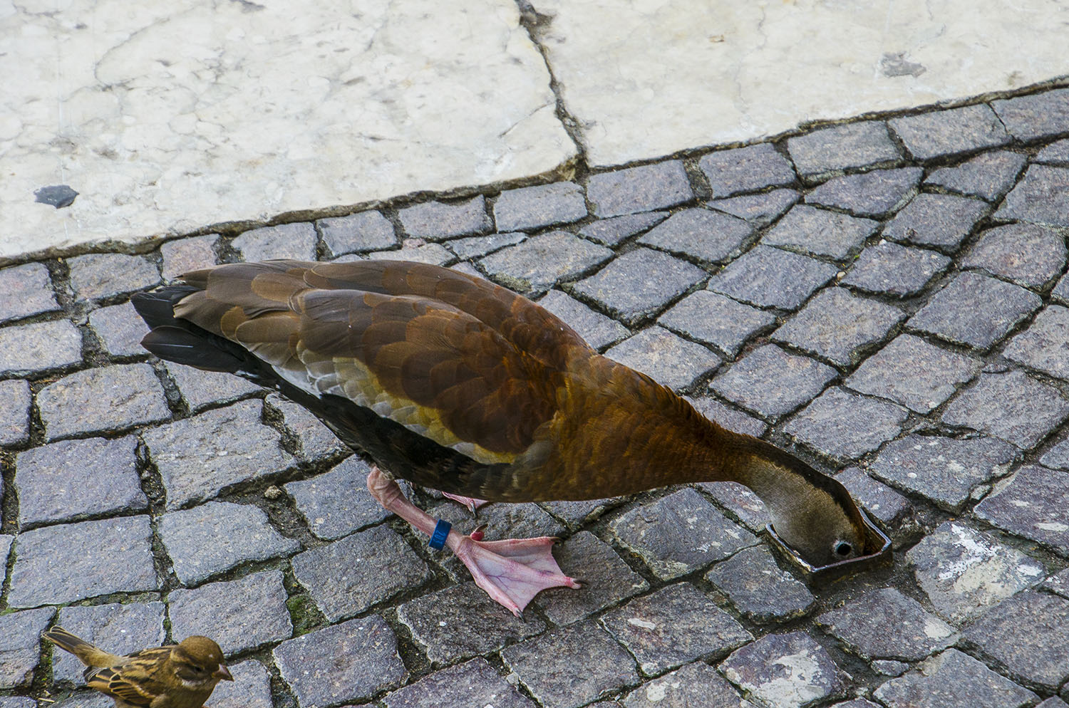 mi sento uno....struzzo