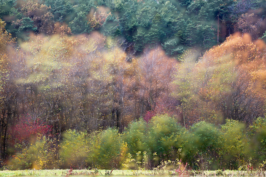 Autumnal impression