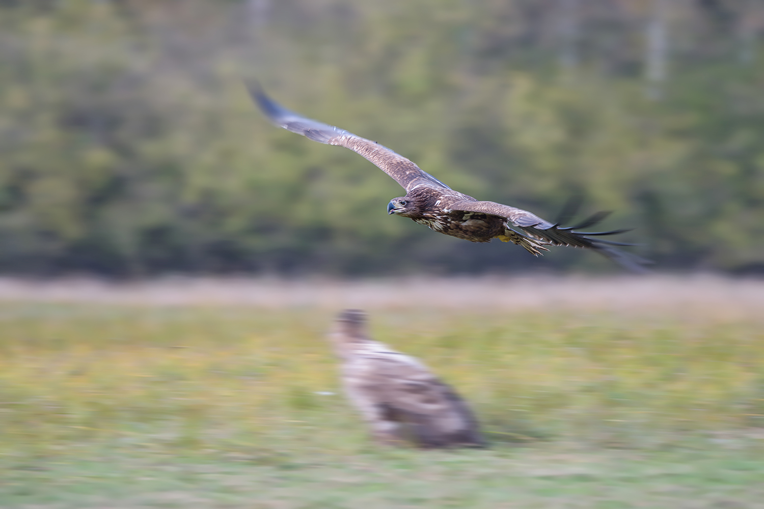 Il passaggio dell'aquila in panning