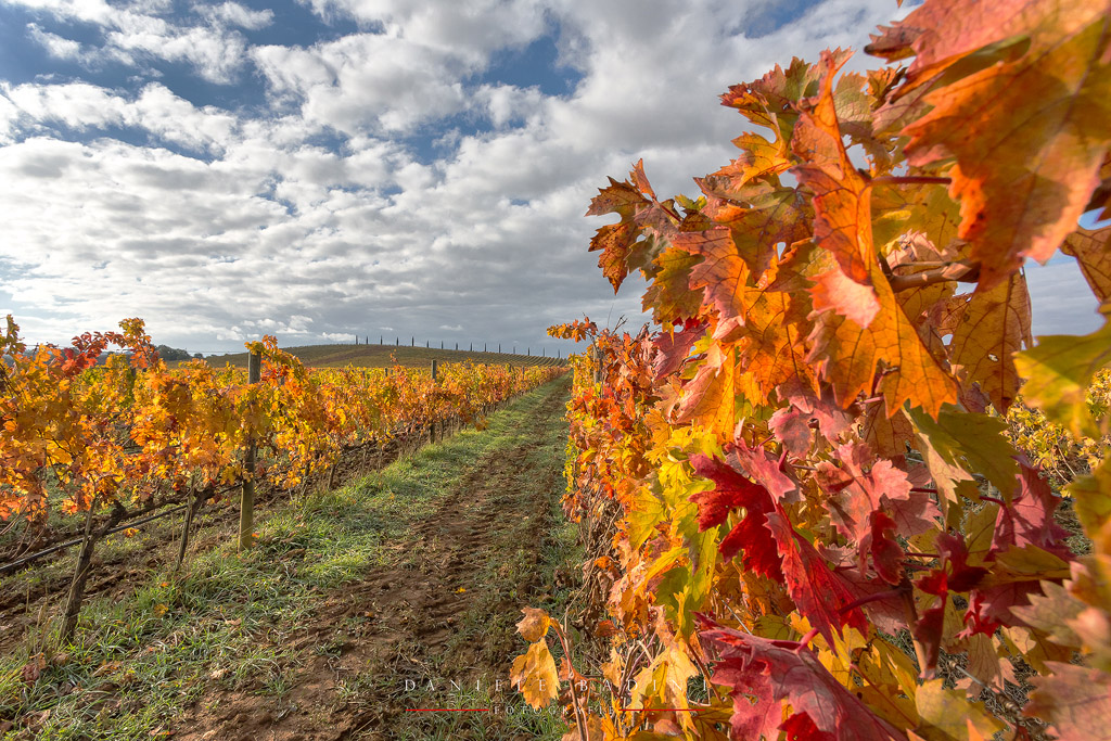 autunno in vigna