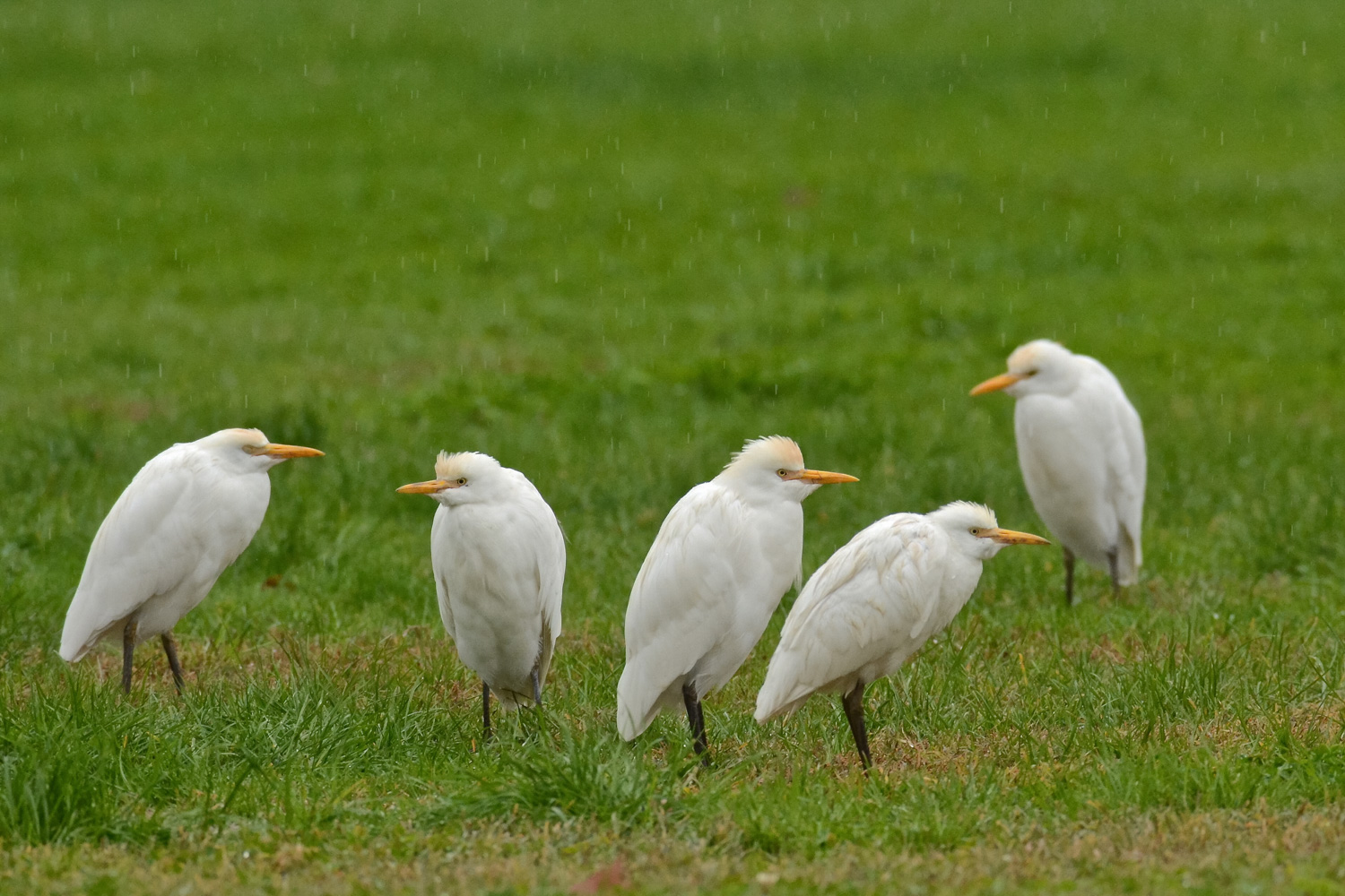 Foto di gruppo in esterno piovoso
