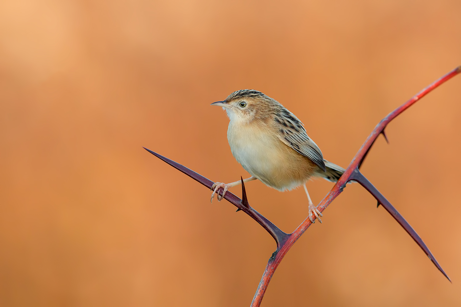 � quasi magia....Beccaaa