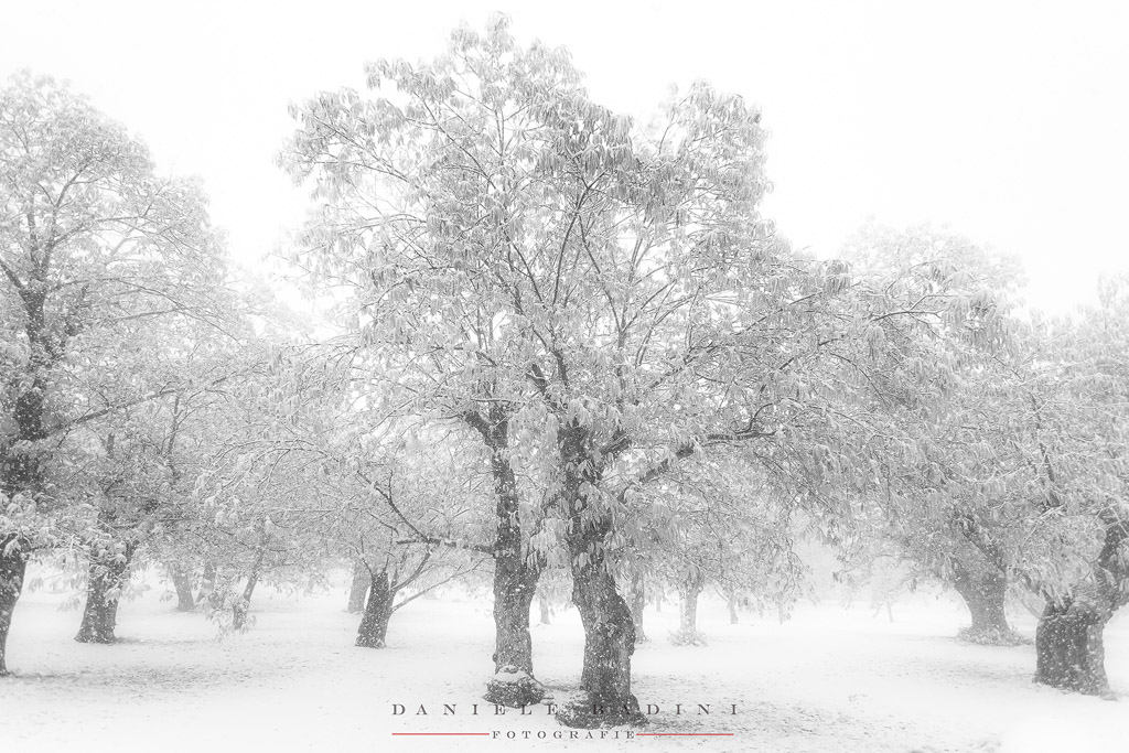 neve & autunno in bn