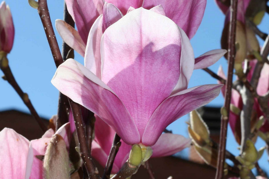 Fiori di magnolia