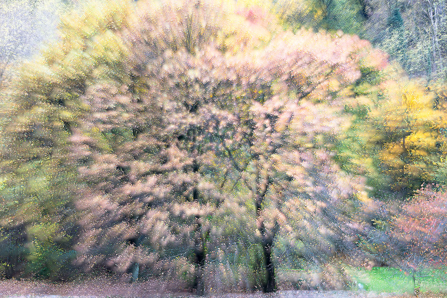 Autumnal impression II