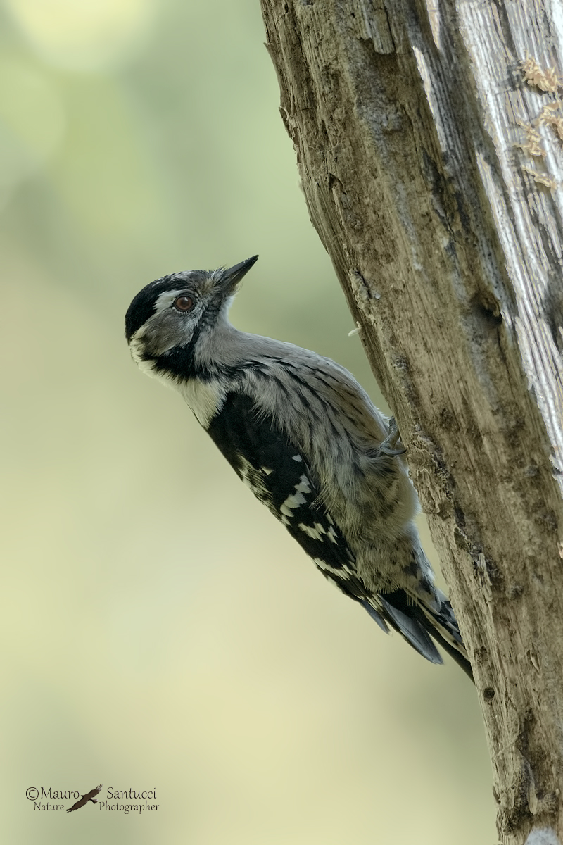 Picchio rosso minore femmina