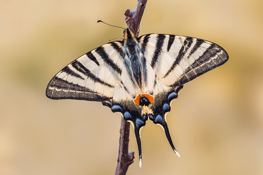 Un vecchio Podalirio