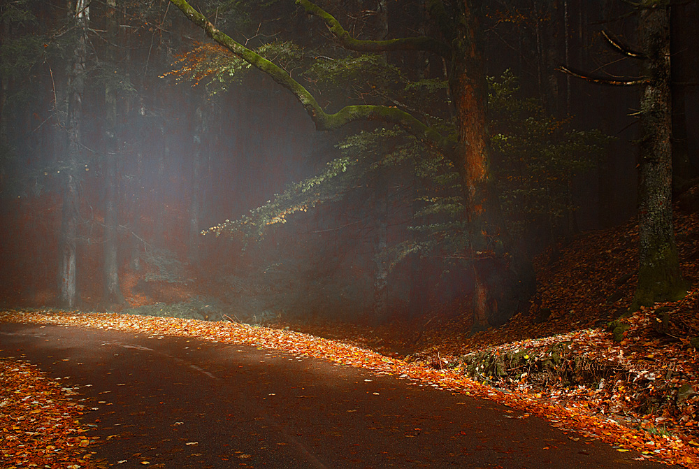 Vieni! C'� una strada nel bosco...
