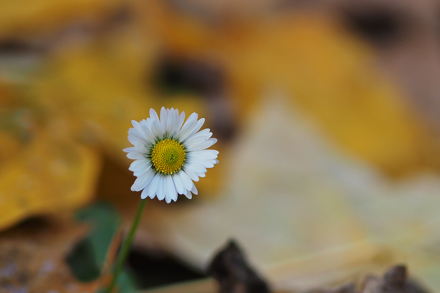 Margheritina tra foglie d'autunno