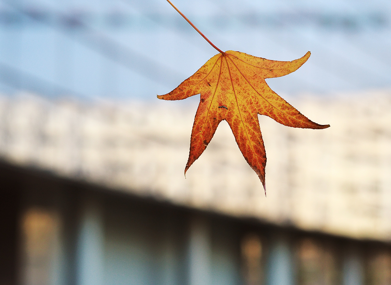 Foglia d'autunno cittadino