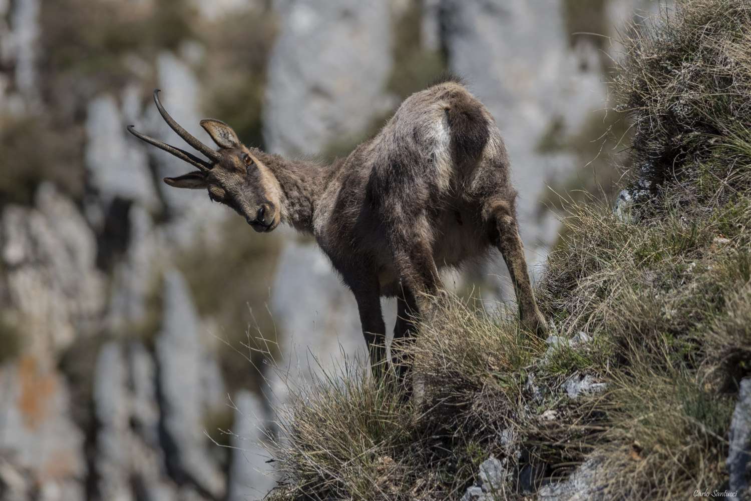 IL SIGNORE DELLE VETTE
