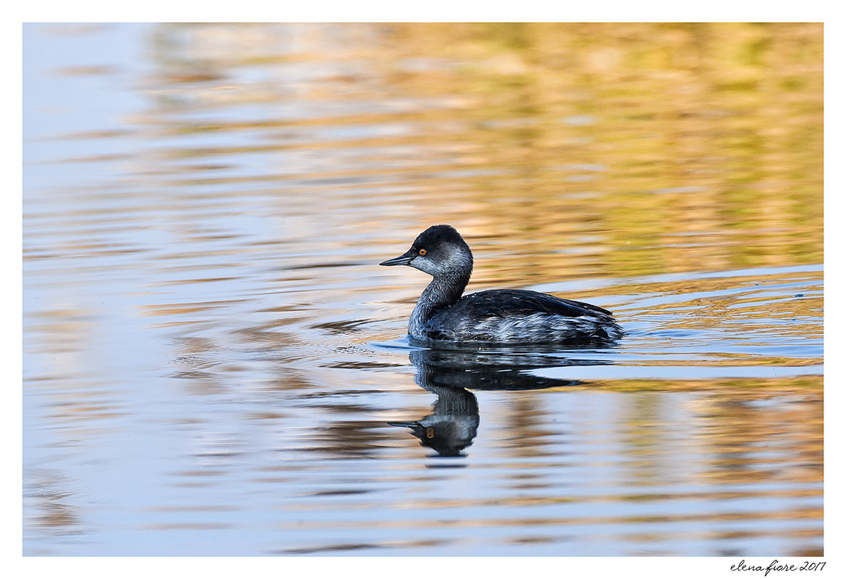 svasso piccolo in abito invernale