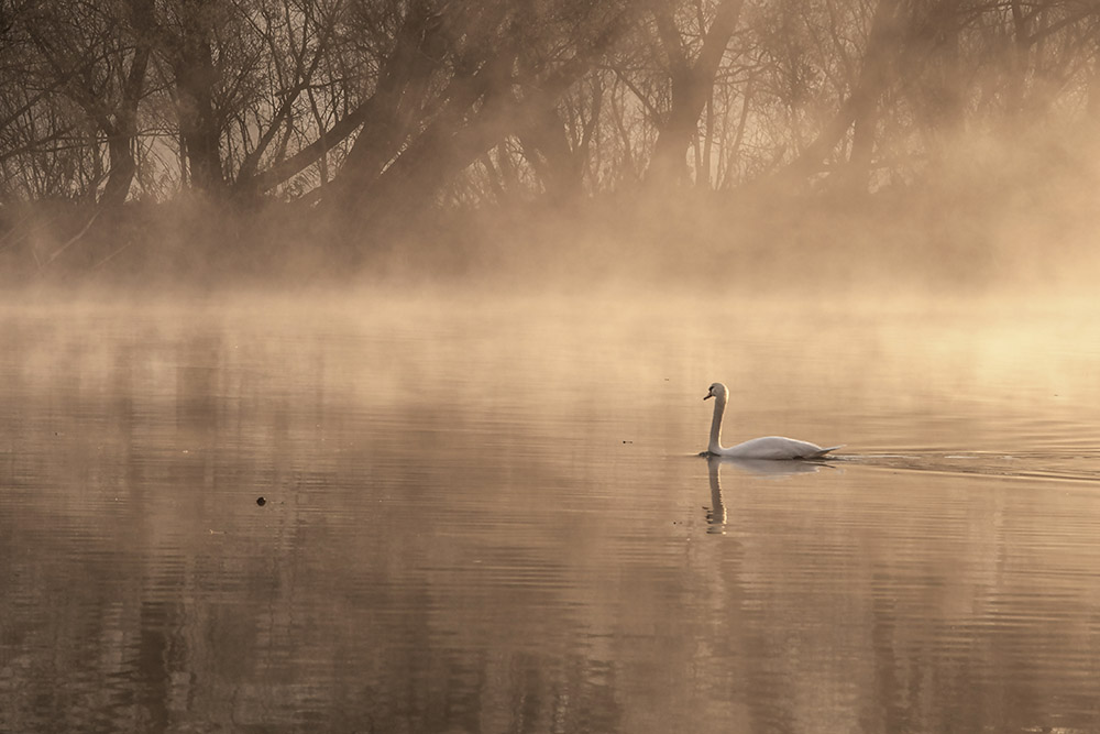 l'eleganza del cigno